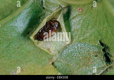 Holly leafminer (Phytomyza ilicis), foglia di agrifoglio comune con una larva all'aperto in un tunnel di alimentazione , Ilex aquifolium Foto Stock