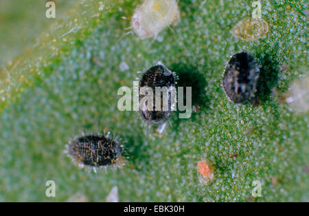 Whitefly serra (Trialeurodes vaporariorum), larve di nero con ichneumon fly Encarsia Formosa, il controllo biologico dei parassiti Foto Stock