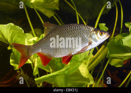 Rudd (Scardinius erythrophthalmus), vista laterale, Germania Foto Stock