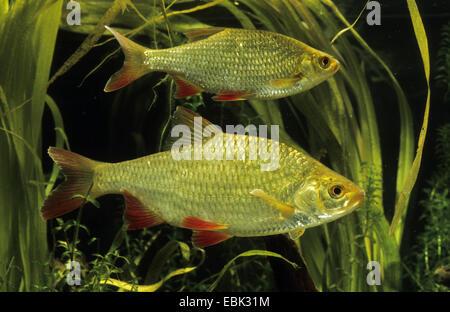 Rudd (Scardinius erythrophthalmus), vista laterale, Germania Foto Stock