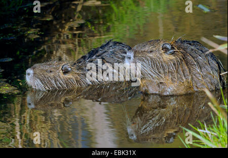 Coypu, nutria (Myocastor coypus), due nutrias presso la banca di fiume, Germania, Lippe Foto Stock
