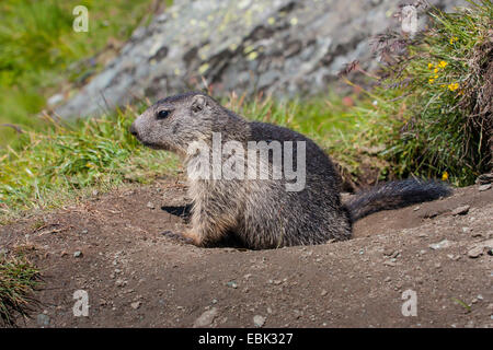 Alpine marmotta (Marmota marmota), cucciolo di fronte al den, Austria, Parco Nazionale degli Hohe Tauern, Grossglockner Foto Stock