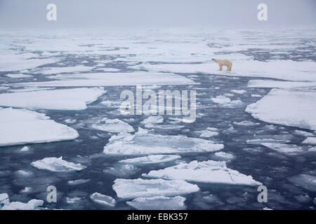 Orso polare (Ursus maritimus), in piedi sul ghiaccio floe, Norvegia Isole Svalbard Foto Stock