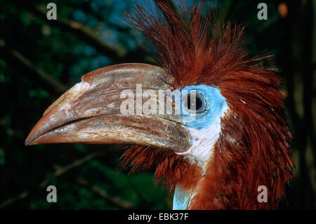 Nero-casqued hornbill (Ceratogymna atrata), il ritratto di una donna Foto Stock