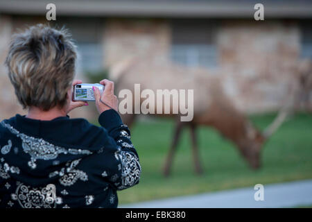 Wapiti, elk (Cervus elaphus canadensis, Cervus canadensis), il turista femminile avvicinandosi a bull elk e scattare foto, il Parco Nazionale di Yellowstone, Mammoth Hot Springs Foto Stock