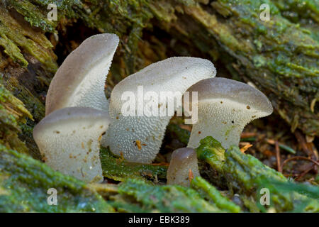 Jelly dente (Pseudohydnum gelatinosum), gelatina di cinque denti, Germania, Schleswig-Holstein Foto Stock