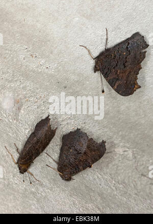 Peacock moth, peacock (Inachis io, Nymphalis io), tre pavoni di svernamento in un edificio, Germania Foto Stock