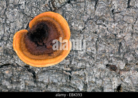 Conifer mazegill (Gloeophyllum sepiarium), sulla corteccia, Danimarca, Jylland Foto Stock