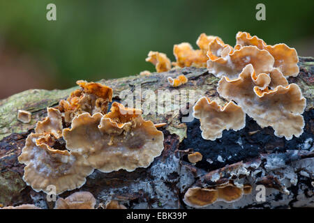 Spurgo crosta di quercia (Stereum gausapatum), sul legno morto, Germania, Schleswig-Holstein Foto Stock