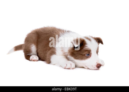 Border Collie cucciolo di cane davanti a uno sfondo bianco Foto Stock