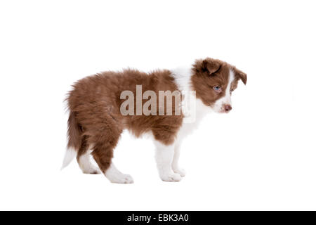 Border Collie cucciolo di cane davanti a uno sfondo bianco Foto Stock