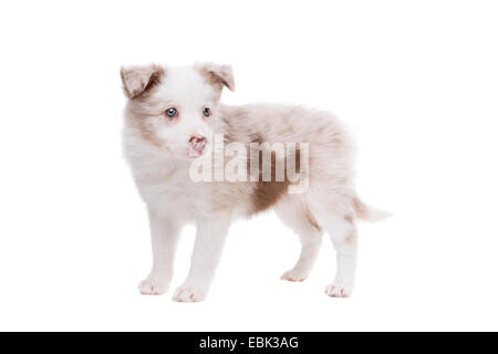 Border Collie cucciolo di cane davanti a uno sfondo bianco Foto Stock