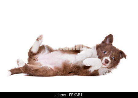 Border Collie cucciolo di cane suonare silly davanti a uno sfondo bianco Foto Stock