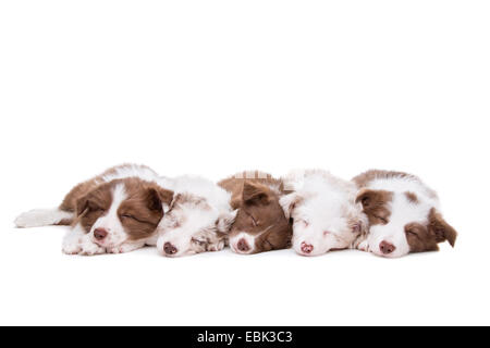 Cinque Border Collie cucciolo cani in una fila davanti a uno sfondo bianco Foto Stock