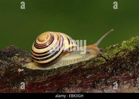 Brown-lumaca a labbro, grove lumaca, grovesnail, giardino inglese lumaca, maggiore lumaca nastrati, nastrati legno lumaca (Cepaea nemoralis), strisciante sul legno lichened, Germania Foto Stock