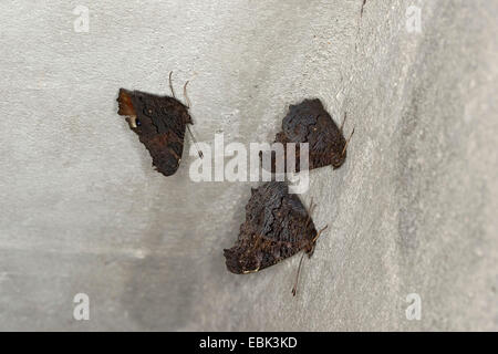 Peacock moth, peacock (Inachis io, Nymphalis io), tre pavoni di svernamento in un edificio, Germania Foto Stock