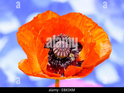 Comune di papavero, mais, papavero rosso papavero (Papaver rhoeas), fiore con bee nella parte anteriore del cielo molto nuvoloso, in Germania, in Baviera, Alta Baviera, Baviera superiore Foto Stock