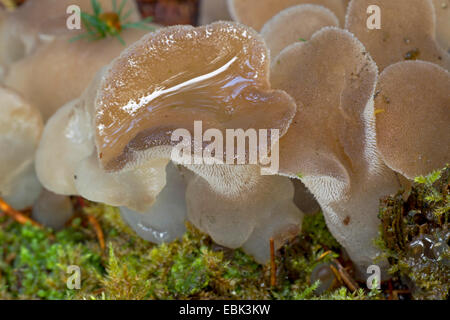 Jelly dente (Pseudohydnum gelatinosum), jelly denti, Germania, Schleswig-Holstein Foto Stock