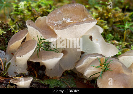 Jelly dente (Pseudohydnum gelatinosum), jelly denti, Germania, Schleswig-Holstein Foto Stock