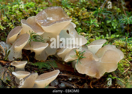 Jelly dente (Pseudohydnum gelatinosum), jelly denti, Germania, Schleswig-Holstein Foto Stock