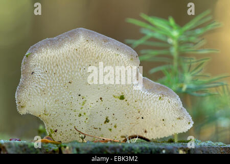 Jelly dente (Pseudohydnum gelatinosum), jelly dente, Germania, Schleswig-Holstein Foto Stock