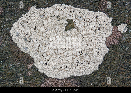 Nero-shields Lichen (Tephromela atra, sinonimo Lecanora atra), sulle rocce costiere, Germania Foto Stock