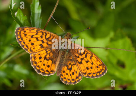 Minore fritillary in marmo (Brenthis ino), seduta su una foglia, Germania Foto Stock