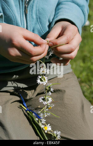 Ragazza artigianato facendo di se stessa un corpino di fiori di margherite inglese, Germania Foto Stock