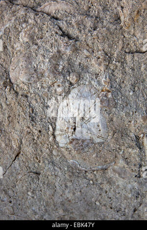 Ricci di mare, echinoids (Echinoidea), fossili, Croazia, Istria Foto Stock