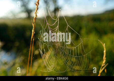 La rugiada su spider web , Germania Baviera, Oberpfalz Foto Stock