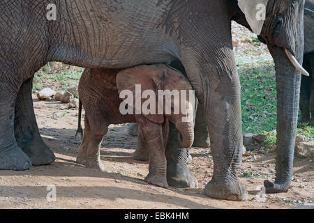 Elefante africano (Loxodonta africana), baby elephant prendendo riparo tra le gambe di sua madre, Kenya, Amboseli National Park Foto Stock