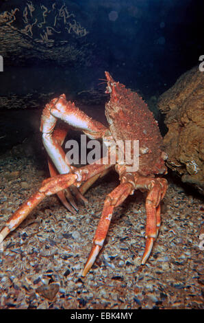 Comune di ragno granchio, thorn-back grancevola (Maja squinado, Maia squinado), maschio Foto Stock