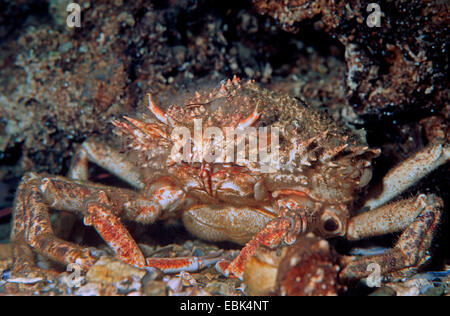 Comune di ragno granchio, thorn-back grancevola (Maja squinado, Maia squinado), seduto al reef ben mimetizzata Foto Stock