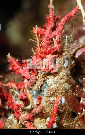 Piccola granseola, minor grancevola (Maja verrucosa, Maia verrucosa, Maja crispata), seduto al reef ricoperta e ben mimetizzata Foto Stock