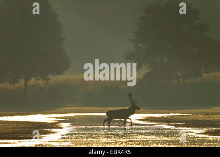 Il cervo (Cervus elaphus), feste di addio al celibato in acqua nella luce del mattino, in Germania, in Sassonia, Oberlausitz, Superiore Lausitz Heath e paesaggio di stagno Foto Stock