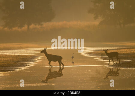 Il cervo (Cervus elaphus), hind e vitello attraversando un acqua nella luce del mattino, airone cenerino in background, in Germania, in Sassonia, Oberlausitz, Superiore Lausitz Heath e paesaggio di stagno Foto Stock