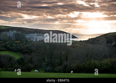 Capre pascolano sopra Manorbier Castle su Il Pembrokeshire Coast, Wales UK Foto Stock