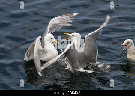 Aringa gabbiano (Larus argentatus), tre uccelli lottano per la preda in acqua, Norvegia, Hitra Foto Stock