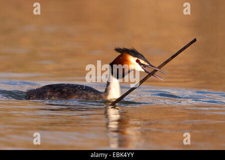 Svasso maggiore (Podiceps cristatus), con materiale di nidificazione nel suo becco, Svizzera, sul lago di Costanza Foto Stock