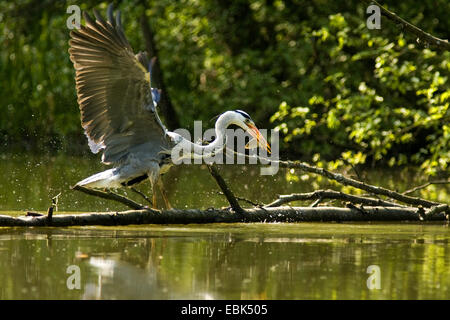 Airone cinerino (Ardea cinerea), catturare un pesce, in Germania, in Renania settentrionale-Vestfalia Foto Stock