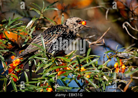 Starling comune (Sturnus vulgaris), seduta in un comune seabuckthorn bush bacche di alimentazione, Germania, Schleswig-Holstein, Speicherkoog Foto Stock