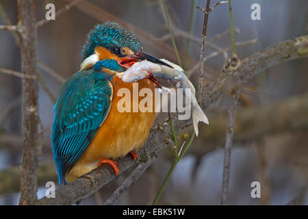 Fiume kingfisher (Alcedo atthis), seduto sul ramo con pesce congelato in bolletta, in Germania, in Baviera Foto Stock