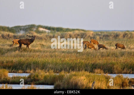 Il cervo (Cervus elaphus), gruppo nel paesaggio di dune al Darss durante la stagione di solchi, Germania, Meclemburgo-Pomerania, GFN Darsser Wald Foto Stock