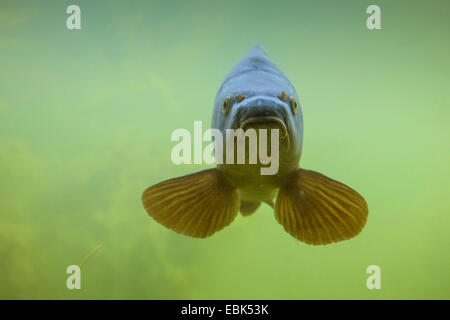 Carpe, carpa comune, europea carpa (Cyprinus carpio), carpa a specchio, in Germania, in Baviera Foto Stock