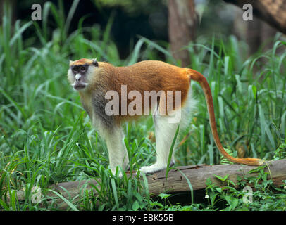 Eastern patas monkey, guenon rosso, rosso scimmia, ussaro scimmia, nisnas (Erythrocebus patas pyrrhonotus), seduti su un tronco Foto Stock