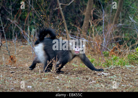 Nero rampognare-annusò scimmia, Yunnan rampognare-annusò scimmia (Rhinopithecus bieti), maschio a camminare sulla terra, Cina Yunnan, Baima Montagna neve Riserva Naturale Foto Stock