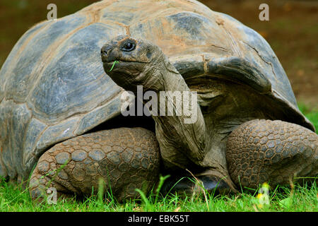 Seychelles tartaruga gigante, Aldabran tartaruga gigante, tartaruga gigante di Aldabra (Aldabrachelys gigantea, Testudo, gigantea Geochelone gigantea, Megalochelys gigantea), seduta in erba Foto Stock