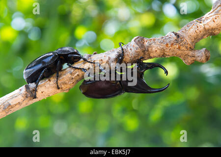 Stag beetle maschio e femmina su albero Foto Stock