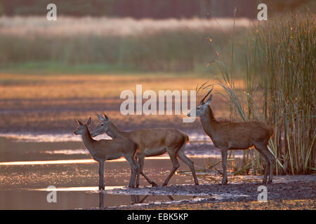 Il cervo (Cervus elaphus), gruppo con brocket, hind e Capretta in piedi sulla riva di un lago poco profondo, in Germania, in Sassonia, Oberlausitz, Superiore Lausitz Heath e paesaggio di stagno Foto Stock