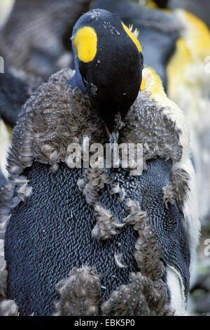 Pinguino reale (Aptenodytes patagonicus), moulting, Antartide, Suedgeorgien Foto Stock